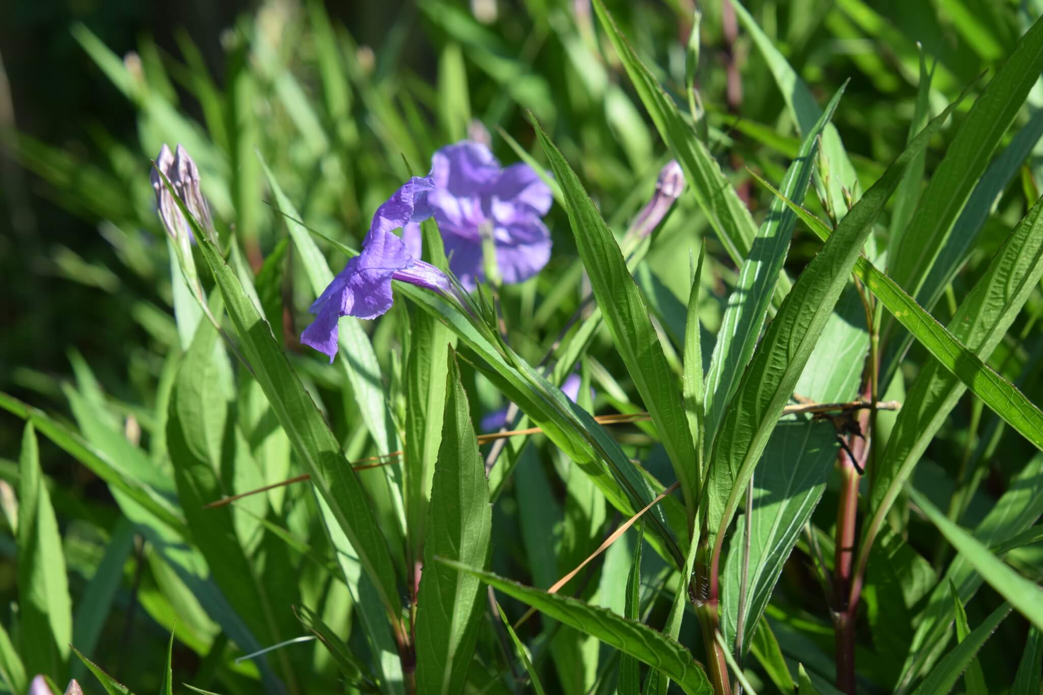 Ruellia simplex